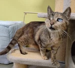 Luna, blau female senior European Shorthair for adoption at Tierschutzhof Ering