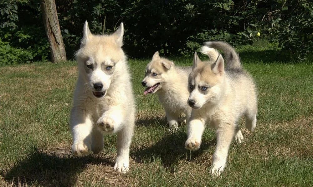 6 lustige Huskykinder, female puppy Mixed Breed for adoption at Tierschutzhof Geißblatt, Warpe