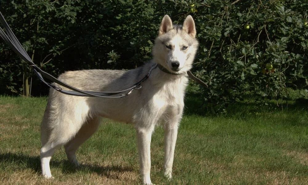 Aari, female young Mixed Breed for adoption at Tierschutzhof Geißblatt, Warpe
