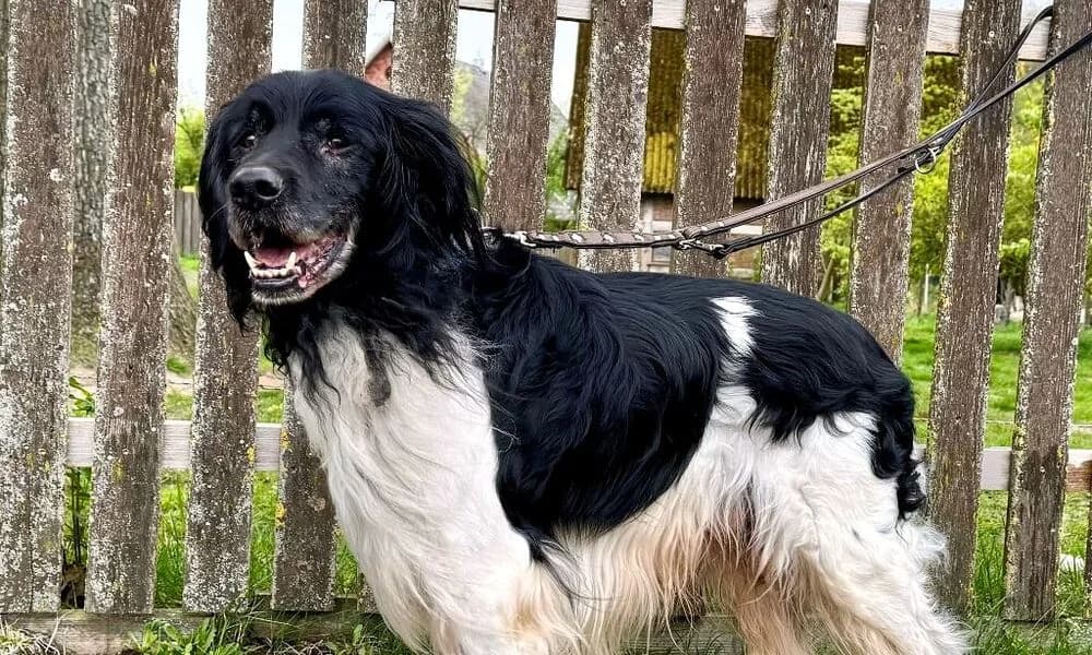 Max, male Mixed Breed for adoption at Tierschutzhof Geißblatt, Warpe