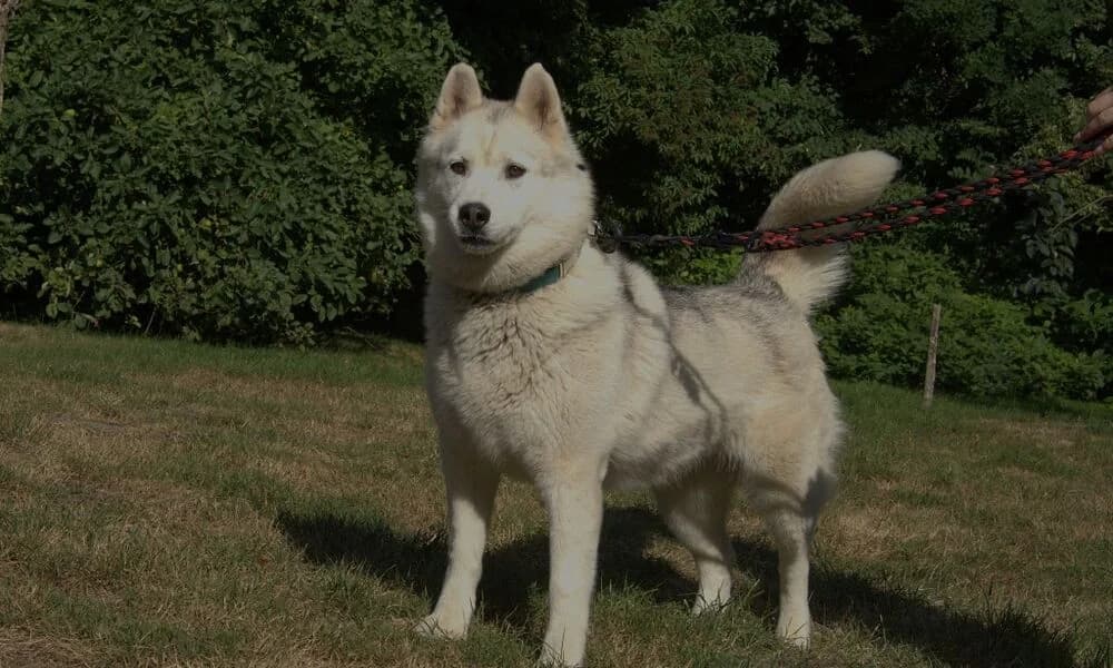 Saika, female 5yo Mixed Breed for adoption at Tierschutzhof Geißblatt, Warpe