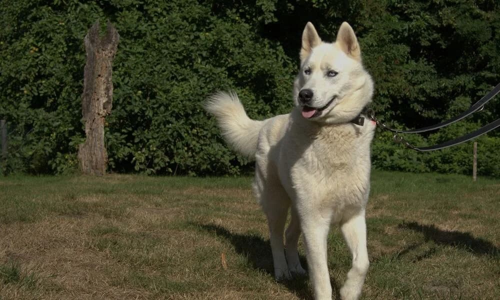 Sankha, female 5yo Mixed Breed for adoption at Tierschutzhof Geißblatt, Warpe