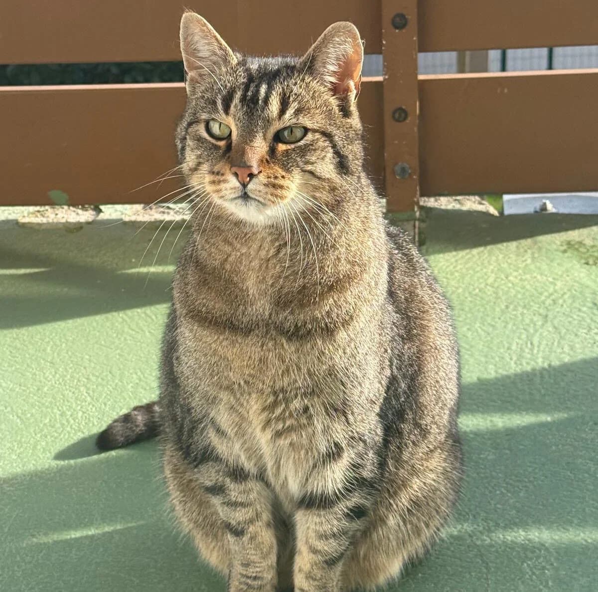 TIGER, male senior Mixed Breed for adoption at Tierschutzinitiative Odenwald, Wald-Michelbach