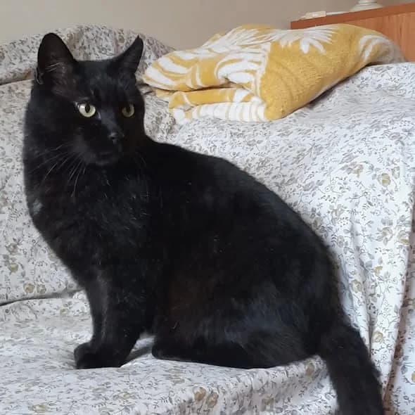 KORMOS, male 5yo Mixed Breed for adoption at Tierschutzinitiative Odenwald, Wald-Michelbach