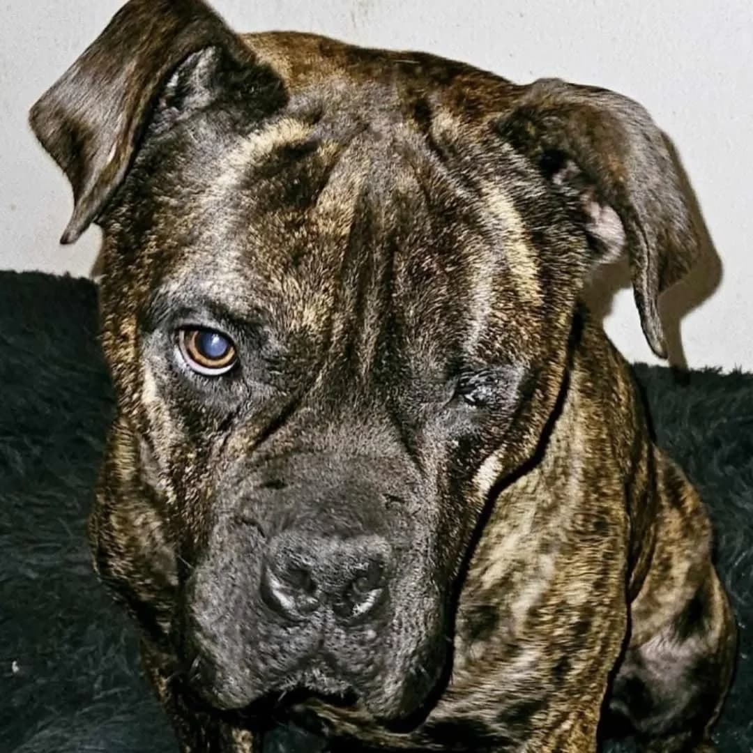 BRONKO, male 4yo Mixed Breed for adoption at Tierschutzinitiative Odenwald, Wald-Michelbach