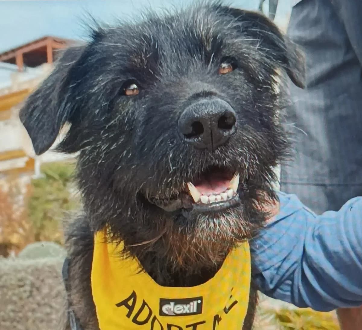 WOOLY, schwarz male 6yo Mixed Breed for adoption at Tierschutzinitiative Odenwald, Wald-Michelbach