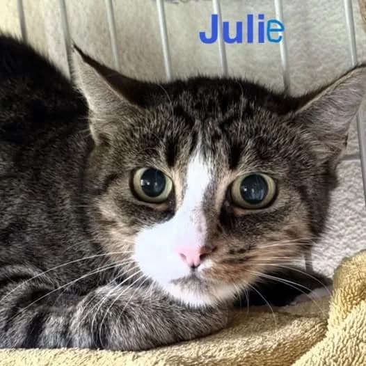 JULIE, female young Mixed Breed for adoption at Tierschutzinitiative Odenwald, Wald-Michelbach