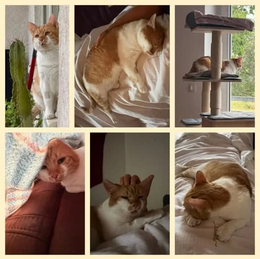 LUPI, male 6yo Mixed Breed for adoption at Tierschutzinitiative Odenwald, Wald-Michelbach