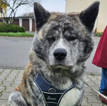HATCHI, male senior Mixed Breed for adoption at Tierschutzinitiative Odenwald, Wald-Michelbach