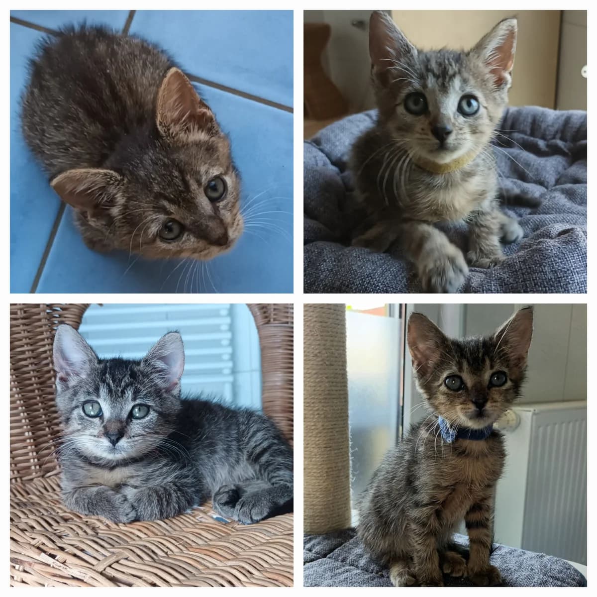 Vier Tiger-Kommissare 2x Katze, blau male Mixed Breed for adoption at Tierschutzinitiative Odenwald, Wald-Michelbach