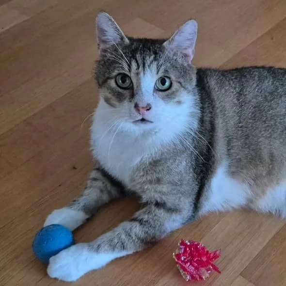 TOM, male Mixed Breed for adoption at Tierschutzinitiative Odenwald, Wald-Michelbach