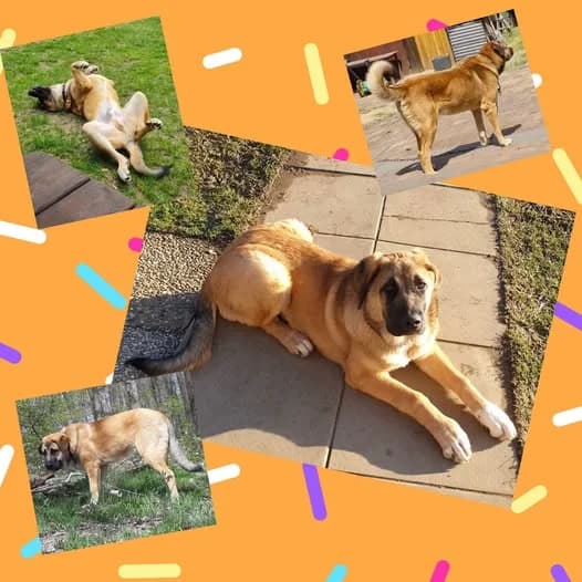 ASGARD, male senior Mixed Breed for adoption at Tierschutzinitiative Odenwald, Wald-Michelbach