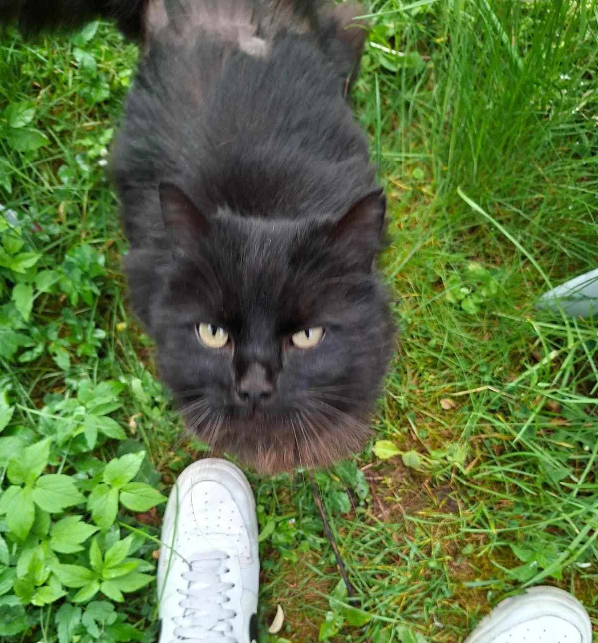 MANNI, male 7yo Mixed Breed for adoption at Tierschutzinitiative Odenwald, Wald-Michelbach