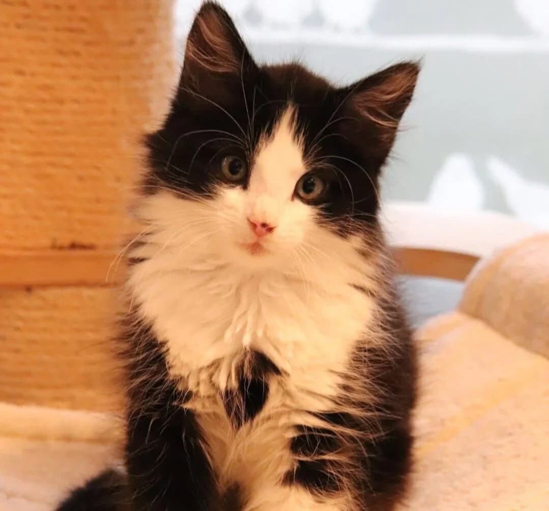 BILLY, male Mixed Breed for adoption at Tierschutzinitiative Odenwald, Wald-Michelbach