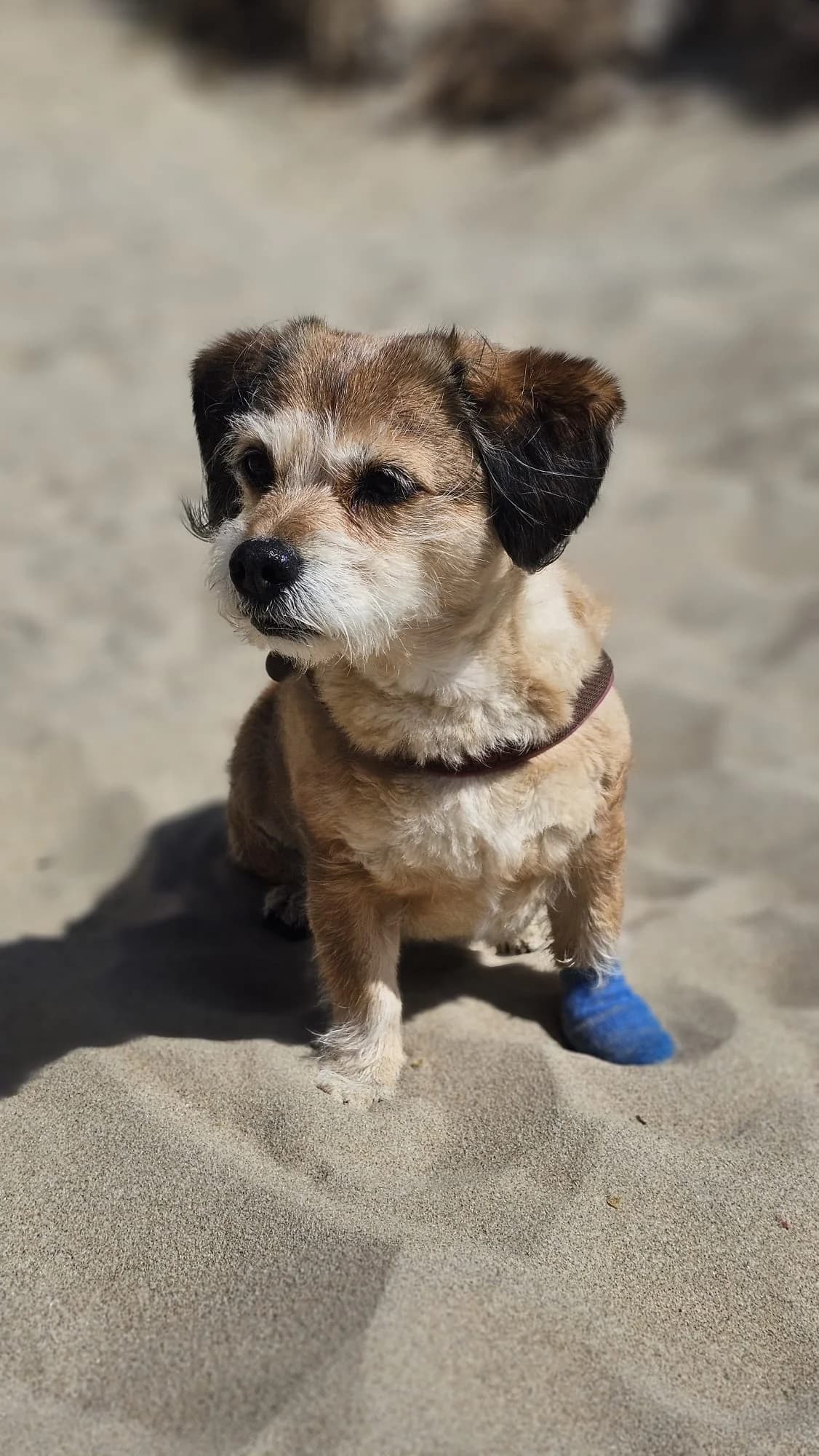 MIRZEL, beige female senior Mixed Breed for adoption at Tierschutzinitiative Odenwald, Wald-Michelbach