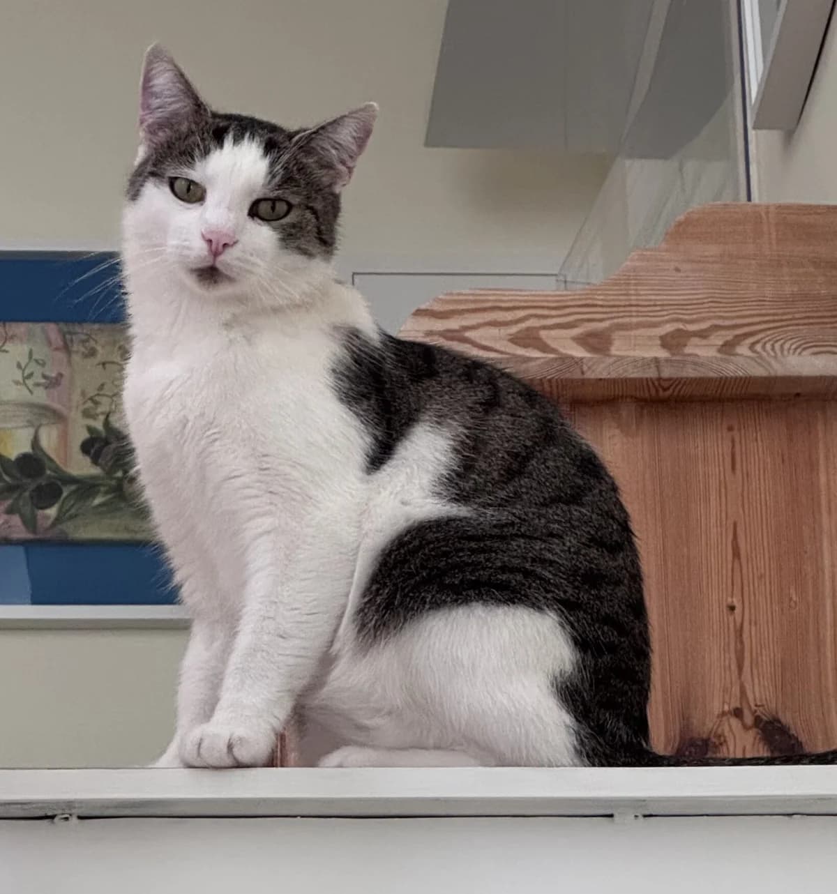ALY, male Mixed Breed for adoption at Tierschutzinitiative Odenwald, Wald-Michelbach