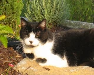 Senta, female Mixed Breed for adoption at Tierschutzinitiative Odenwald, Wald-Michelbach