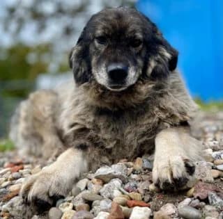 Grey, female 3yo Mixed Breed for adoption at Tierschutzinitiative Odenwald, Wald-Michelbach