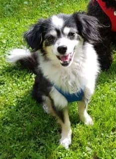 Flora, female Mixed Breed for adoption at Tierschutzinitiative Odenwald, Wald-Michelbach