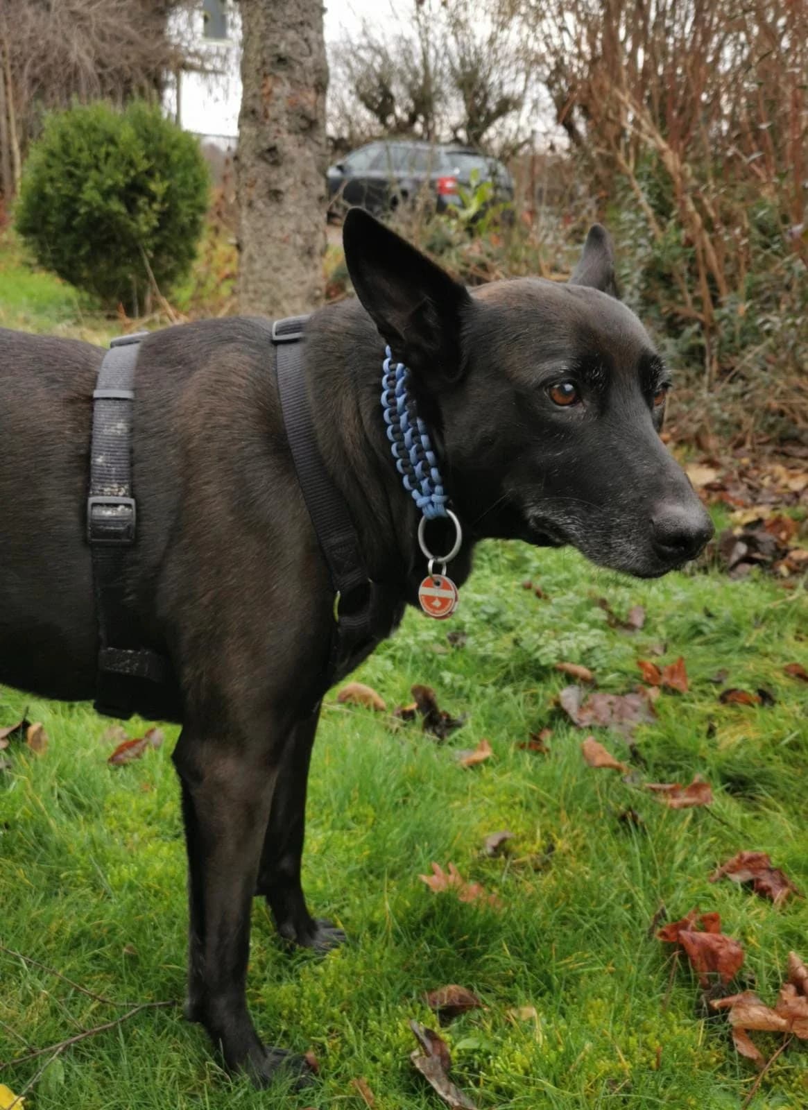 Puma, female 4yo Mixed Breed for adoption at Tierschutzinitiative Odenwald, Wald-Michelbach
