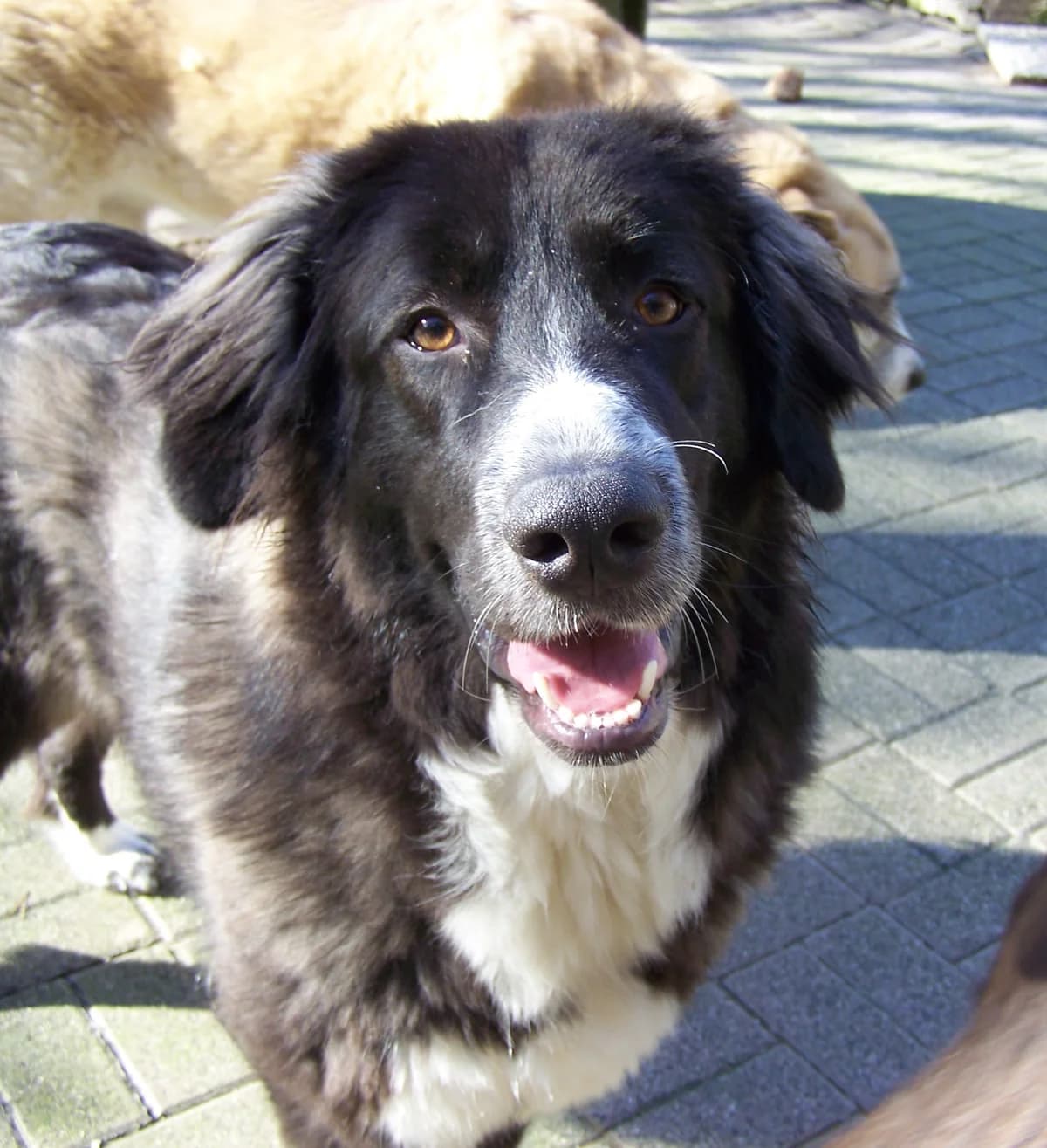 Marla, female 4yo Mixed Breed for adoption at Tierschutzinitiative Odenwald, Wald-Michelbach