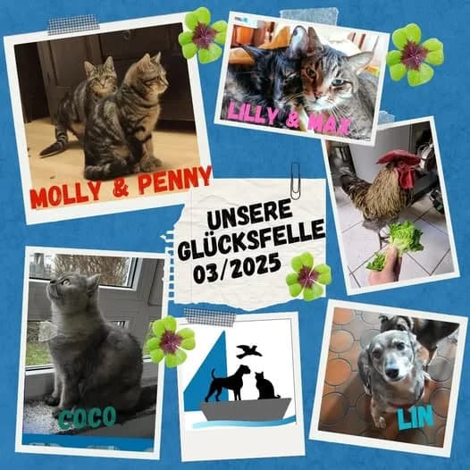 Unsere Glücksfellchen im März 2025, female senior Mixed Breed for adoption at Tierschutzinitiative Odenwald, Wald-Michelbach