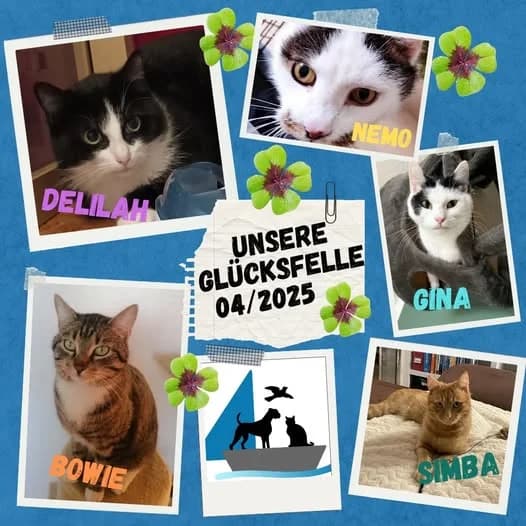 Unsere Glücksfellchen im April 2025, male young Mixed Breed for adoption at Tierschutzinitiative Odenwald, Wald-Michelbach