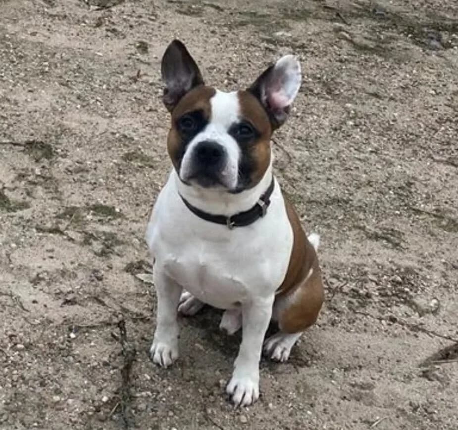 HUDSON, male 5yo Mixed Breed for adoption at Tierschutzinitiative Odenwald, Wald-Michelbach