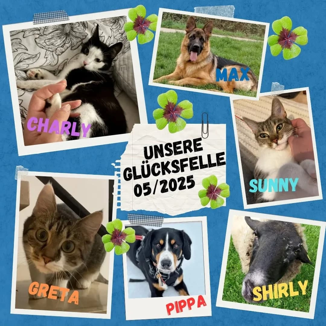 Unsere Glücksfellchen im Mai 2025, male young Mixed Breed for adoption at Tierschutzinitiative Odenwald, Wald-Michelbach