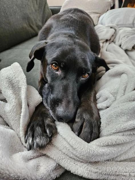 ZEUS, male Mixed Breed for adoption at Tierschutzinitiative Odenwald, Wald-Michelbach