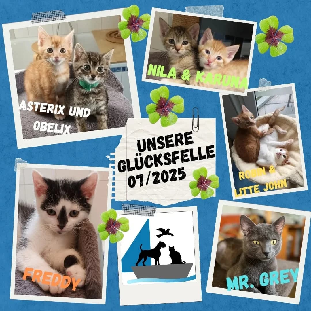 Unsere Glücksfellchen im Juli 2025, male young Mixed Breed for adoption at Tierschutzinitiative Odenwald, Wald-Michelbach
