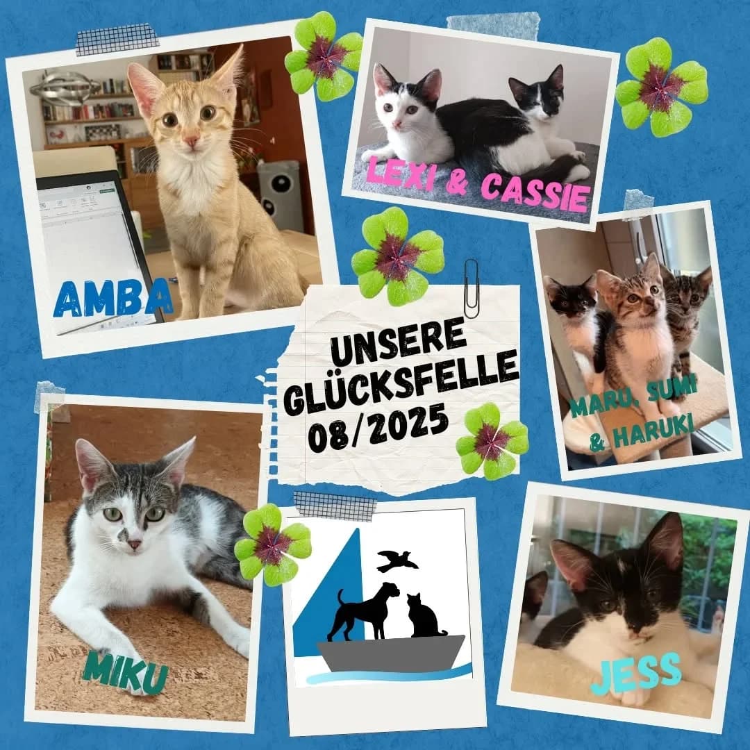 Unsere Glücksfellchen im August 2025, female young Mixed Breed for adoption at Tierschutzinitiative Odenwald, Wald-Michelbach