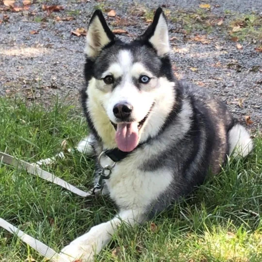 ANOUK, female senior Mixed Breed for adoption at Tierschutzinitiative Odenwald, Wald-Michelbach