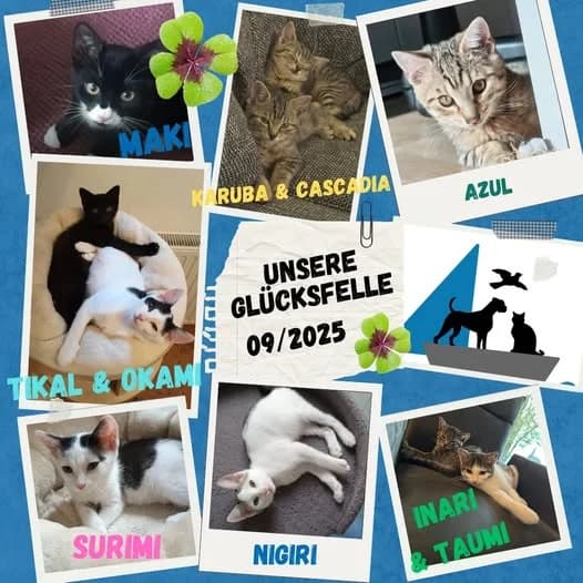Unsere Glücksfellchen im September 2025, male young Mixed Breed for adoption at Tierschutzinitiative Odenwald, Wald-Michelbach