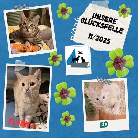 Unsere Glücksfellchen im November 2025, male young Mixed Breed for adoption at Tierschutzinitiative Odenwald, Wald-Michelbach