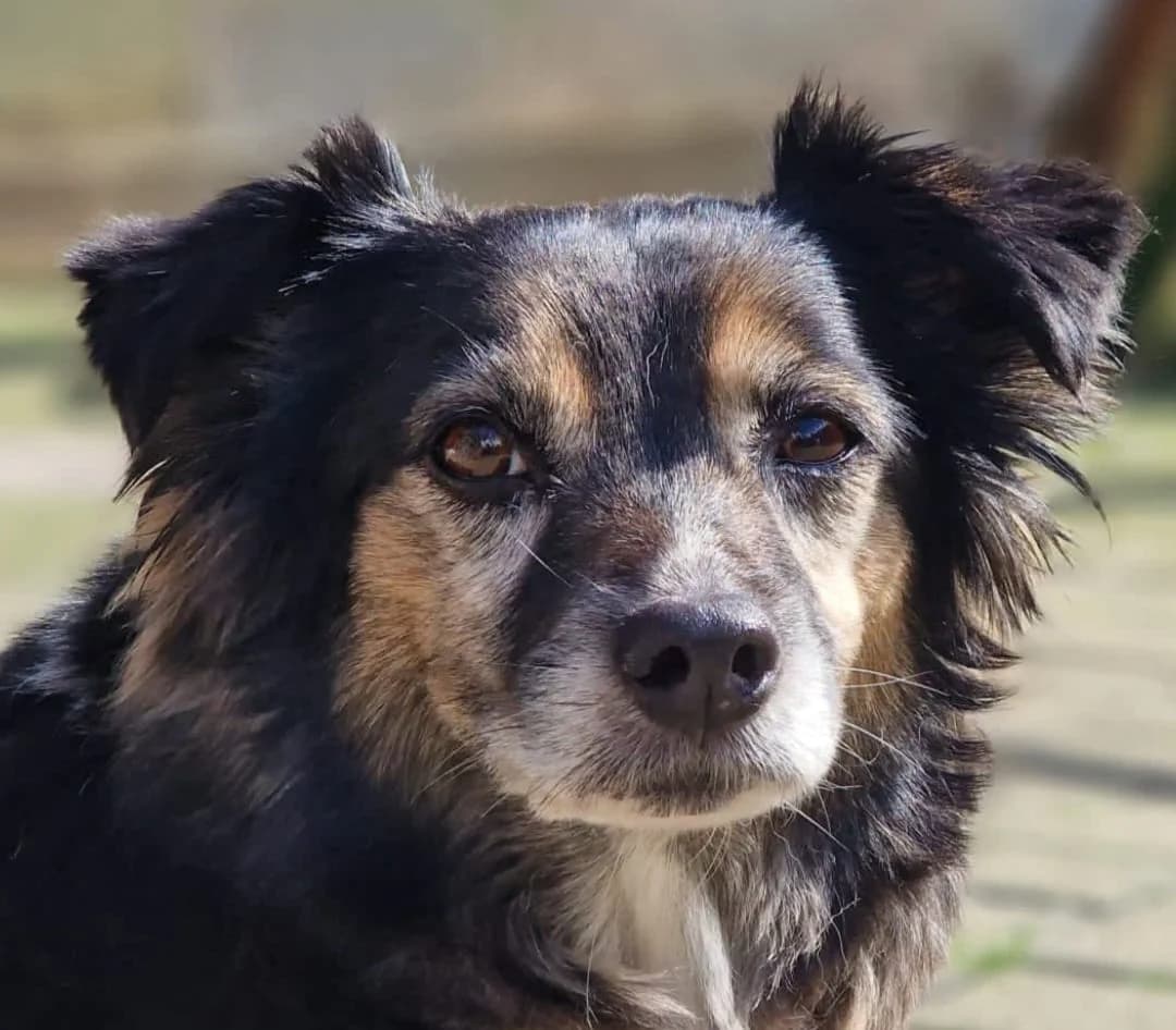 SIMONA, female Mixed Breed for adoption at Tierschutzinitiative Odenwald, Wald-Michelbach