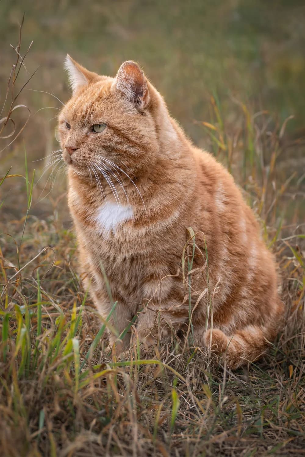 Dixi, male senior Mixed Breed for adoption at Templiner Tierschutzverein e.V.