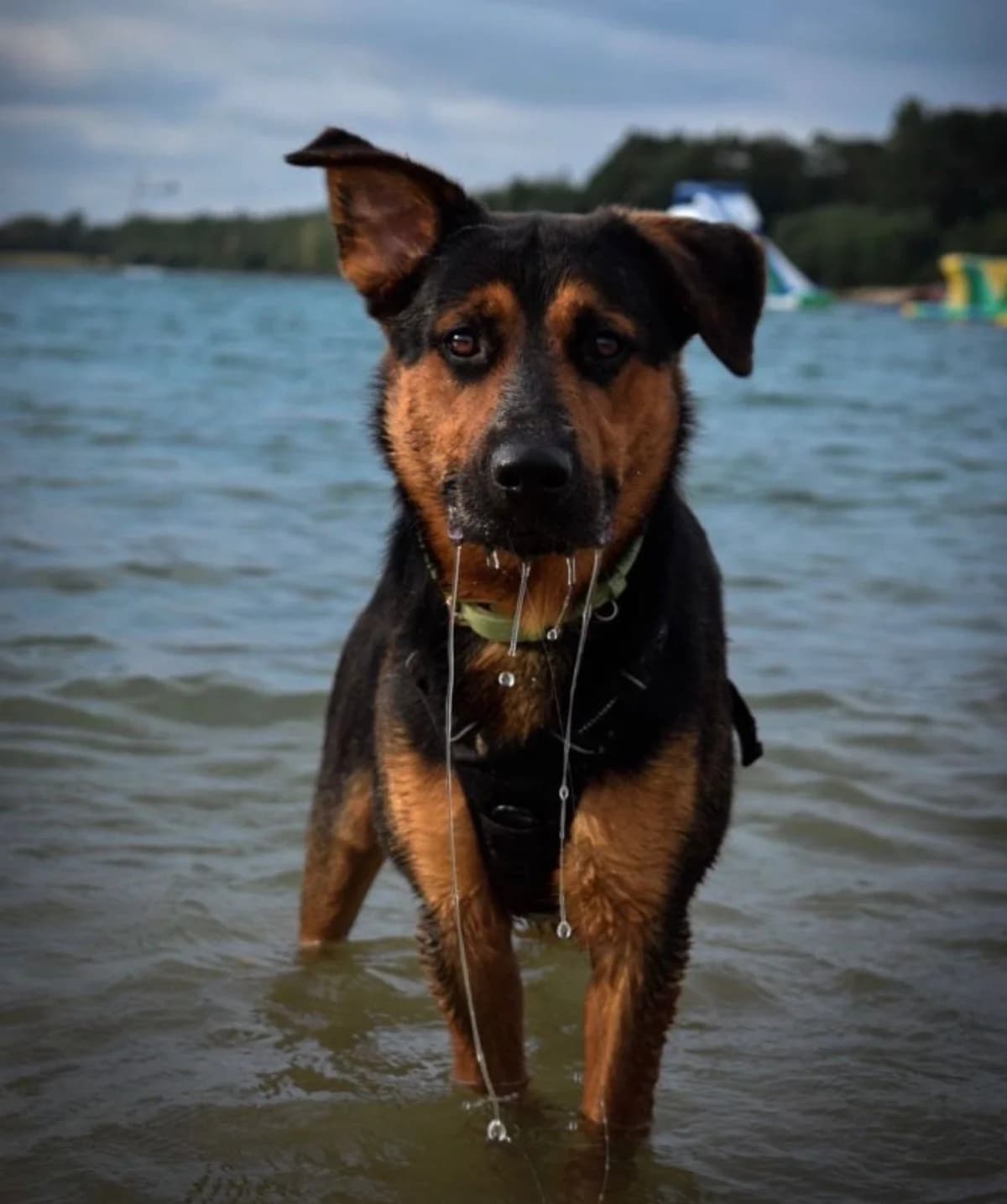 Bentley, genannt Ben, male 5yo Mixed Breed for adoption at Tierschutzverein Ammerland e.V., Westerstede
