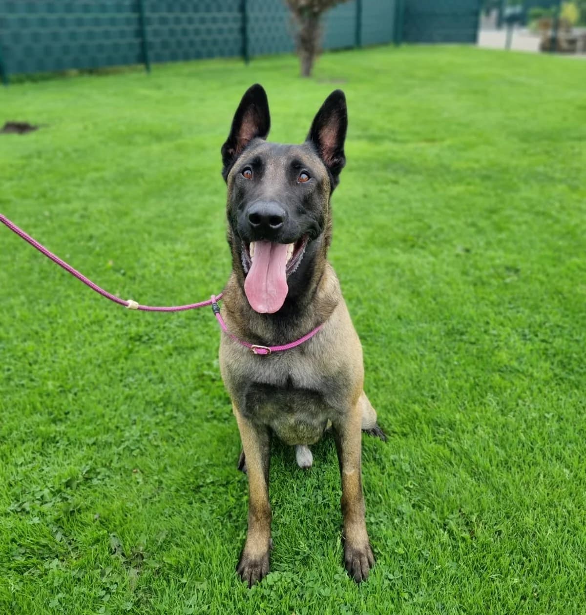 Finn, male Mixed Breed for adoption at Tierschutzverein Ammerland e.V., Westerstede