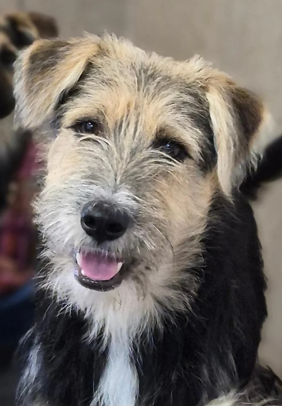 Larry, female young Mixed Breed for adoption at Tierschutzverein Ammerland e.V., Westerstede