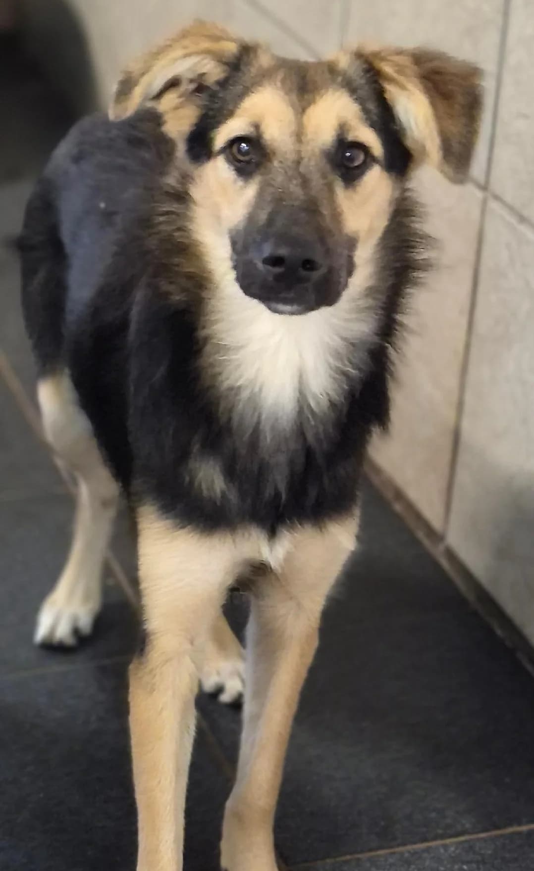 Lisa, female young Mixed Breed for adoption at Tierschutzverein Ammerland e.V., Westerstede