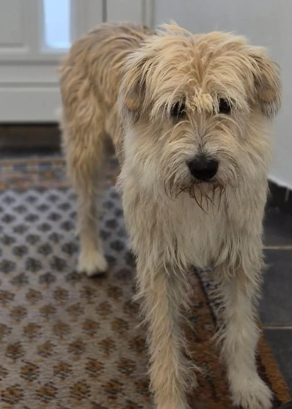 Lola, female puppy Mixed Breed for adoption at Tierschutzverein Ammerland e.V., Westerstede