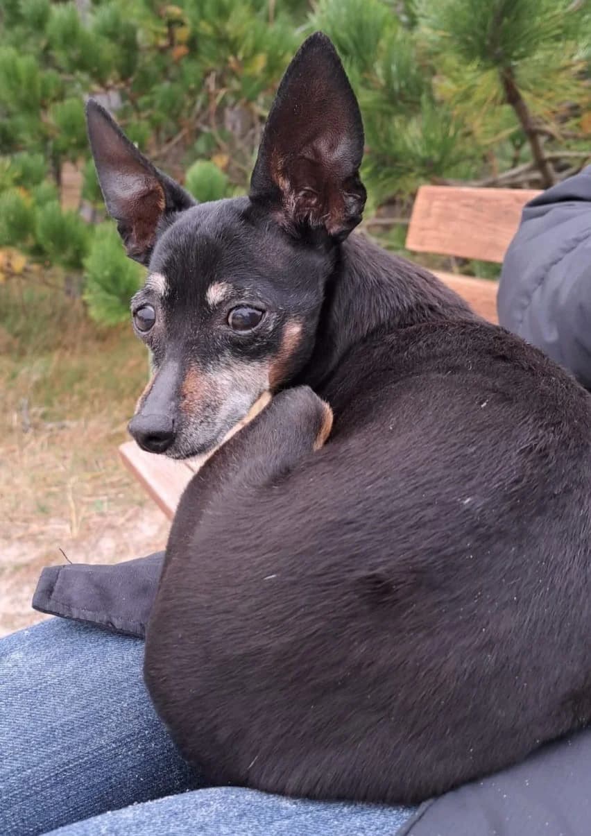 Luna, female Mixed Breed for adoption at Tierschutzverein Ammerland e.V., Westerstede