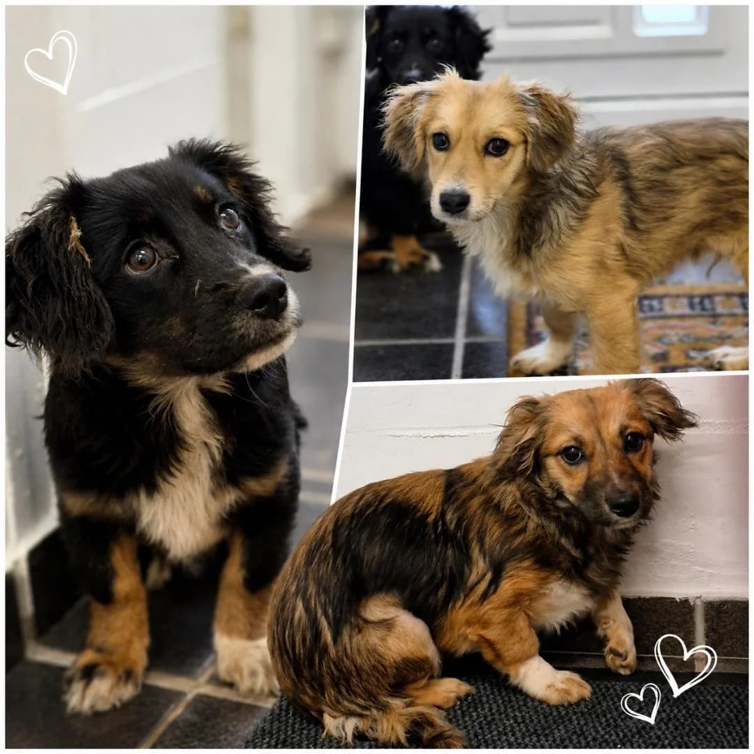 Winnie, Poppy und Raggie, male young Mixed Breed for adoption at Tierschutzverein Ammerland e.V., Westerstede