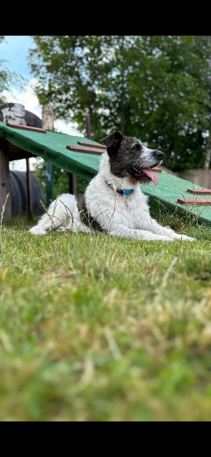 Vermittlungshilfe – Oskar – Veterinäramt Kaiserslautern, Mixed Breed for adoption at Tierschutzverein Animal Sunshine Farm e.V., Kindsbach