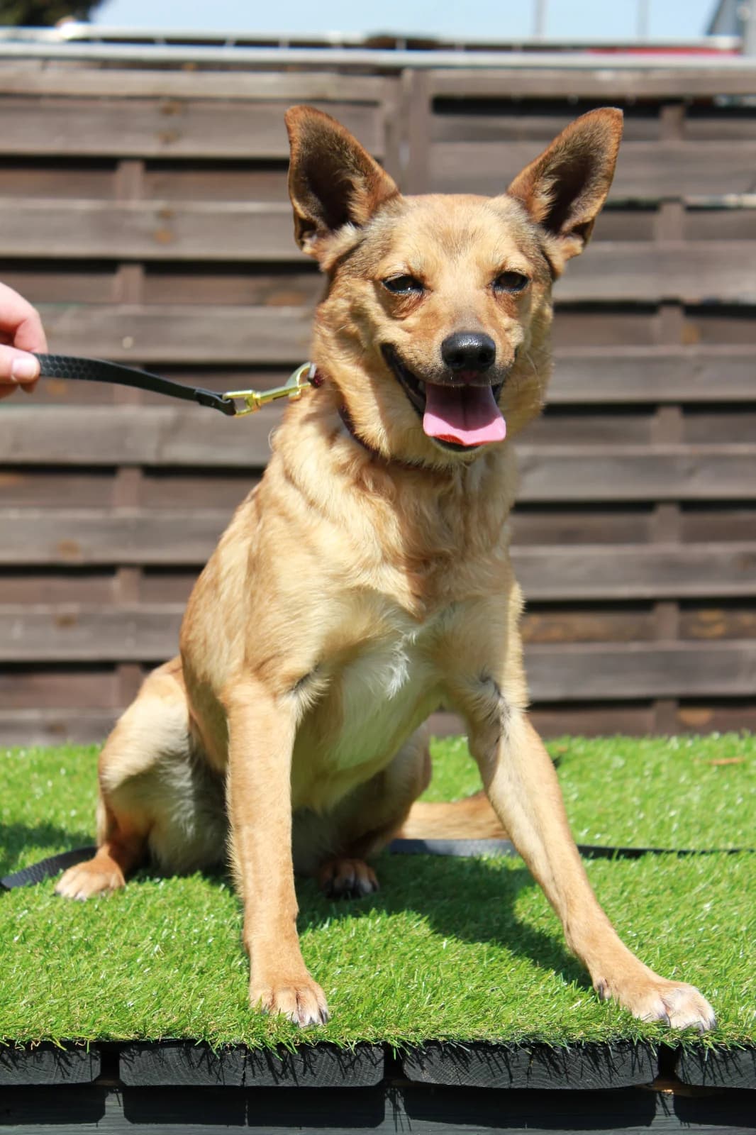 Lulu, female Mixed Breed for adoption at Tierschutzverein Animal Sunshine Farm e.V., Kindsbach