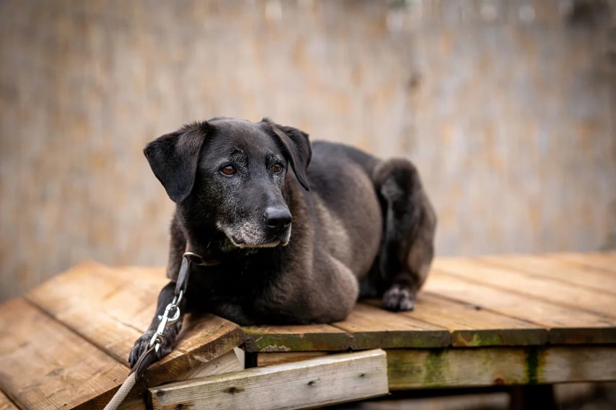Buddy, Mixed Breed for adoption at Tierschutzverein Animal Sunshine Farm e.V., Kindsbach