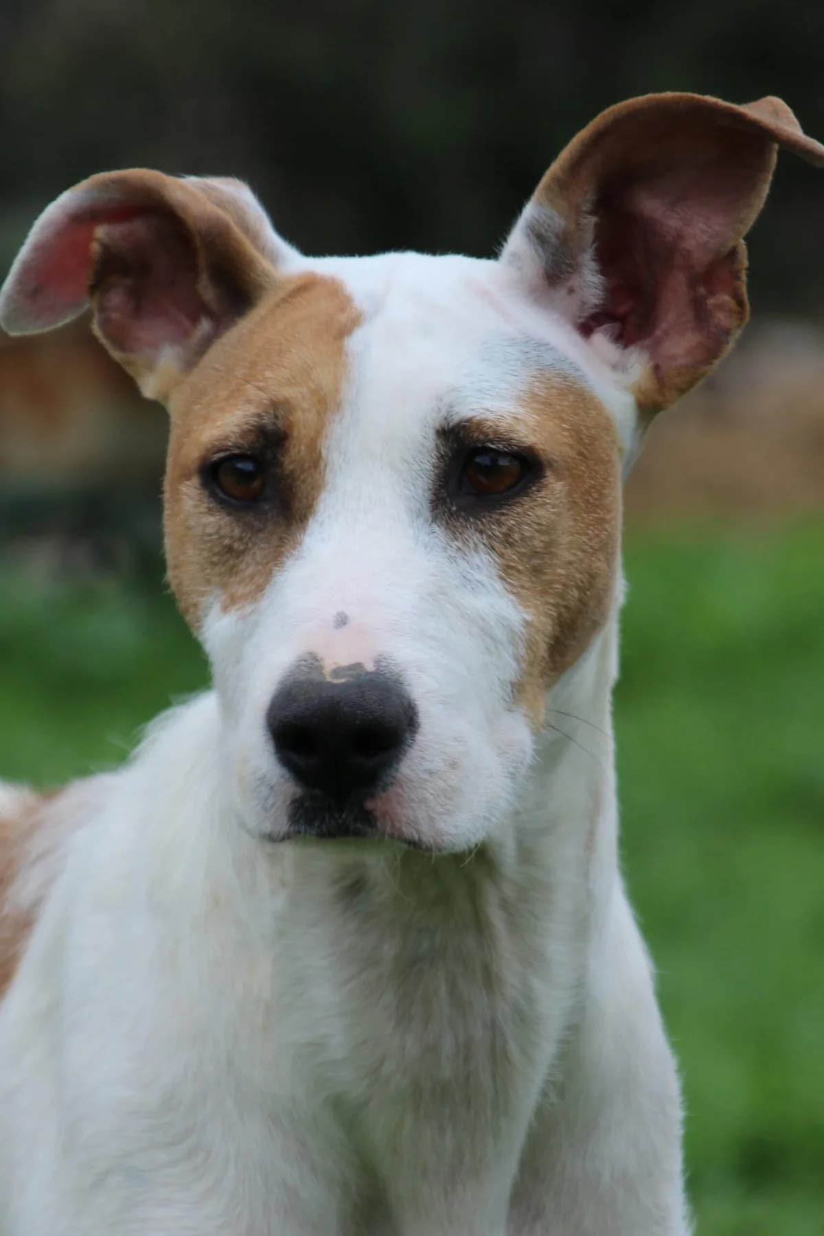 Perla, female 5yo Mixed Breed for adoption at Tierschutzverein ARCA e.V., Gernsbach