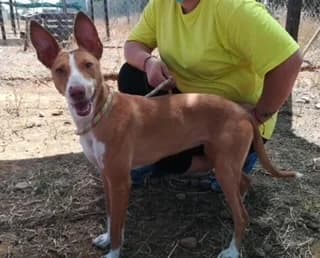 Kalahari, rot 5yo Mixed Breed for adoption at Tierschutzverein ARCA e.V., Gernsbach