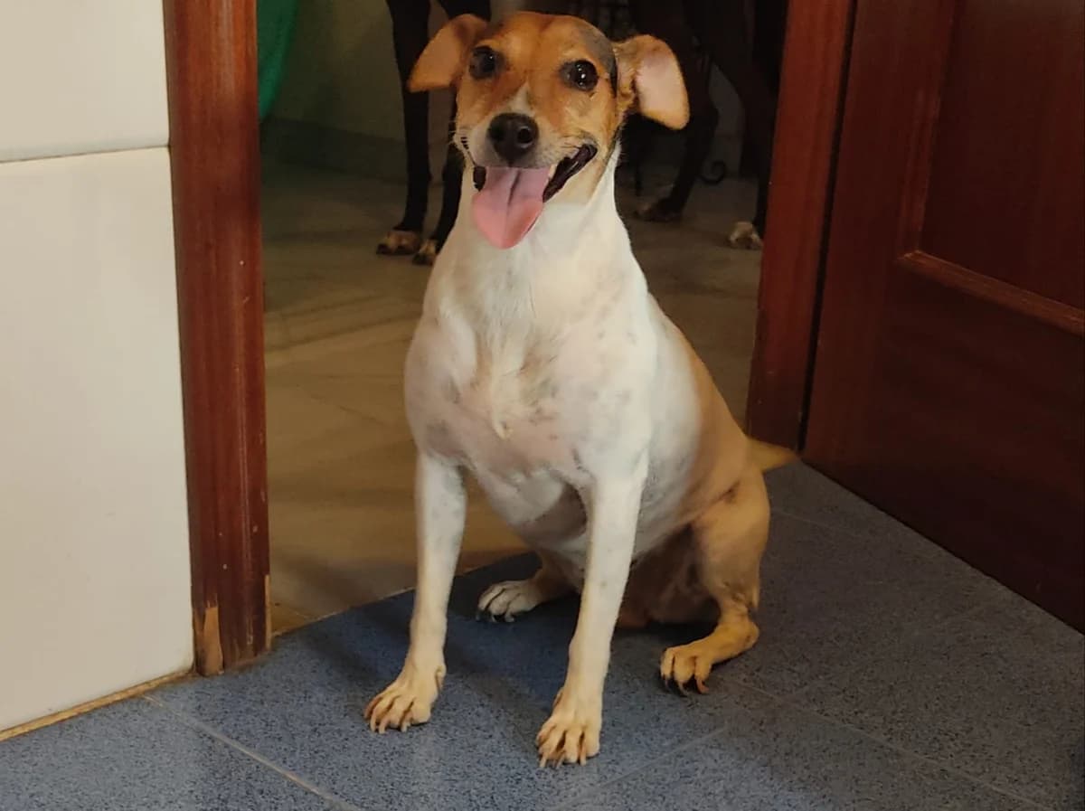 Cleo, tricolor 5yo Mixed Breed for adoption at Tierschutzverein ARCA e.V., Gernsbach